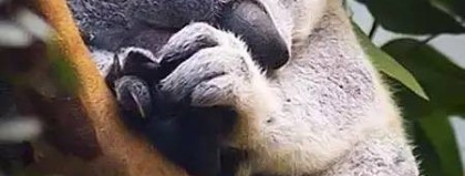 马、骆驼、考拉？谁能接班预测帝？